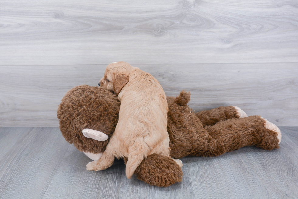 Cavapoo Pup Being Cute