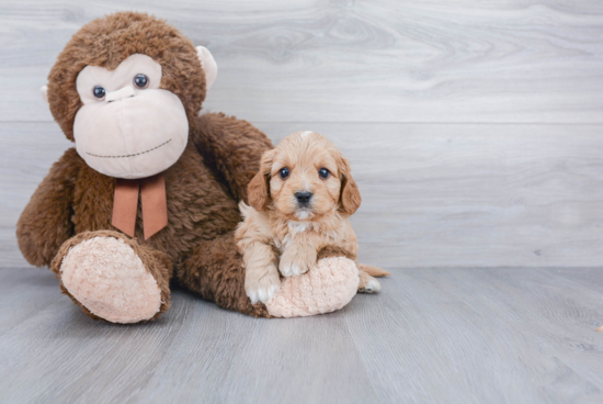 Smart Cavapoo Poodle Mix Pup