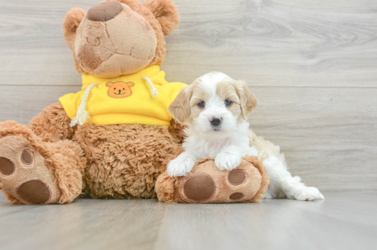 Playful Cavapoodle Poodle Mix Puppy