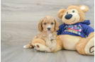 Cavapoo Puppy for Adoption