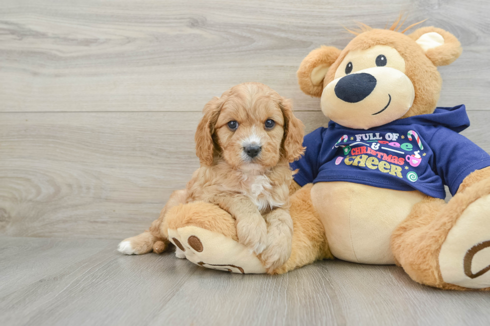 Cavapoo Puppy for Adoption