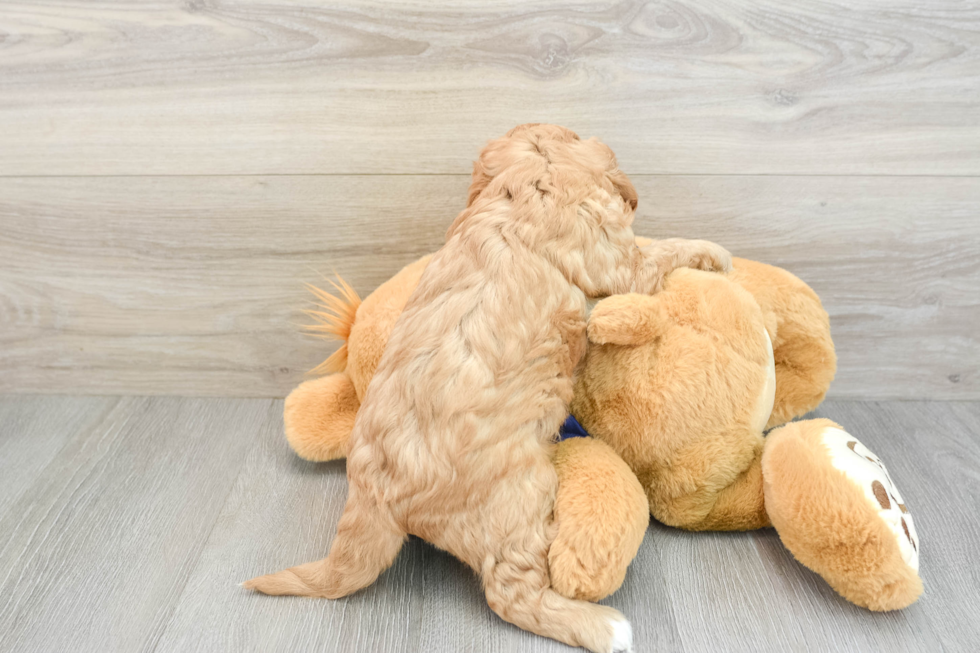 Cavapoo Pup Being Cute