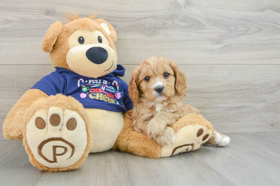 5 week old Cavapoo Puppy For Sale - Premier Pups