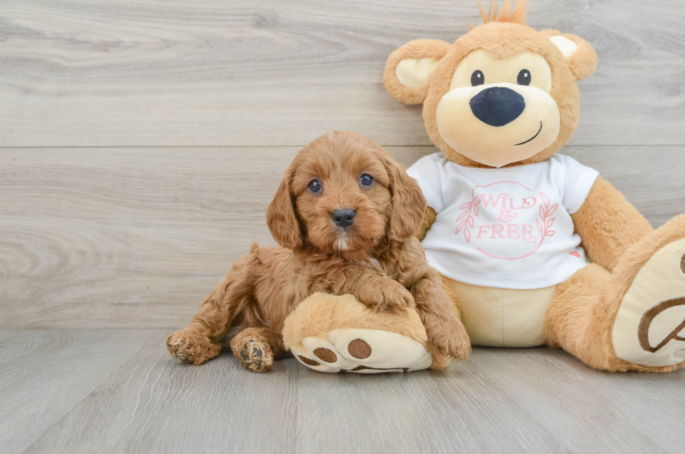 6 week old Cavapoo Puppy For Sale - Premier Pups