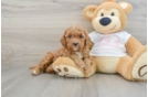 Cavapoo Pup Being Cute