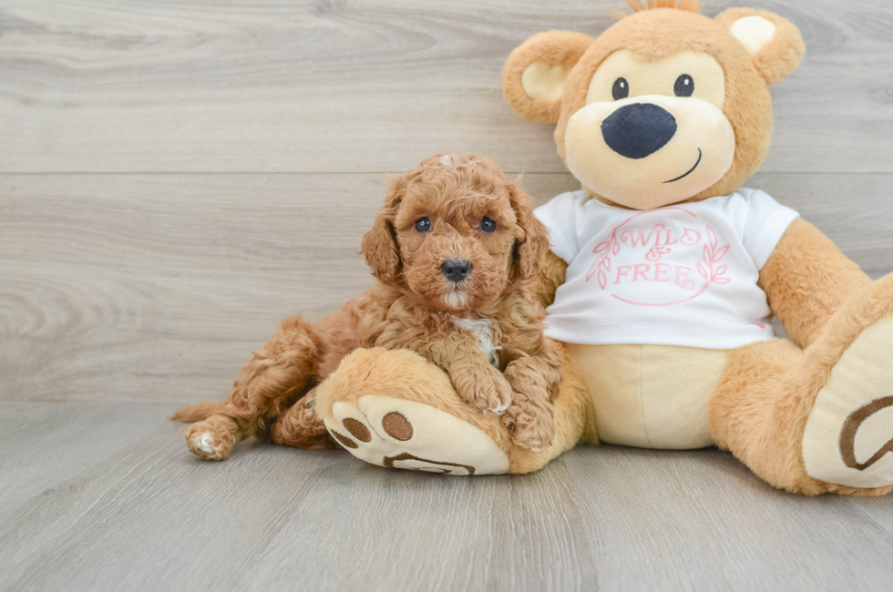 6 week old Cavapoo Puppy For Sale - Premier Pups