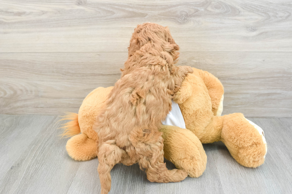 Sweet Cavapoo Baby