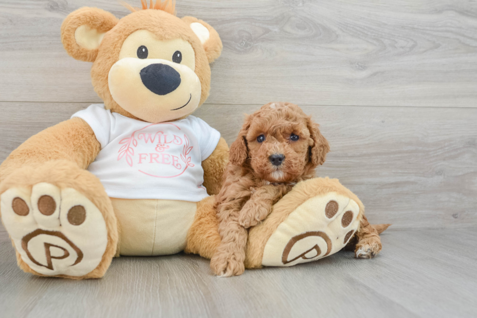 Happy Cavapoo Baby