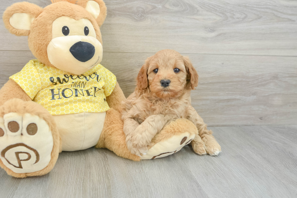 Cavapoo Pup Being Cute