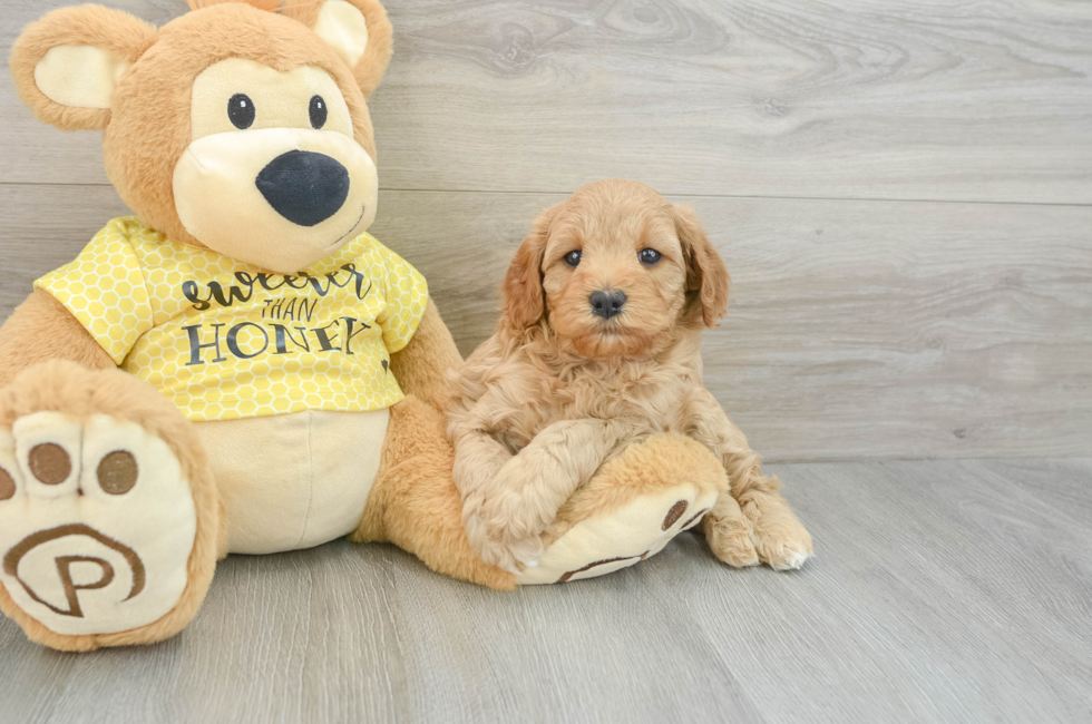 5 week old Cavapoo Puppy For Sale - Premier Pups