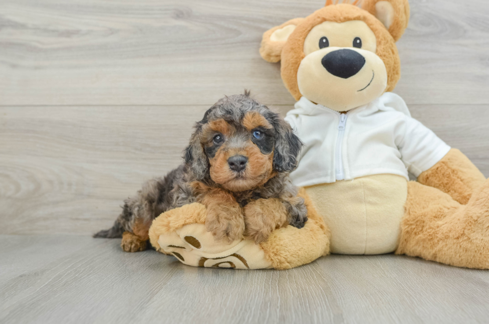 6 week old Cavapoo Puppy For Sale - Premier Pups