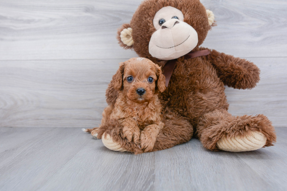 Cavapoo Pup Being Cute