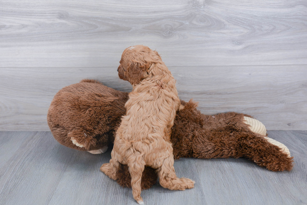 Adorable Cavoodle Poodle Mix Puppy