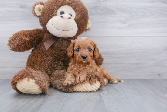 Popular Cavapoo Poodle Mix Pup