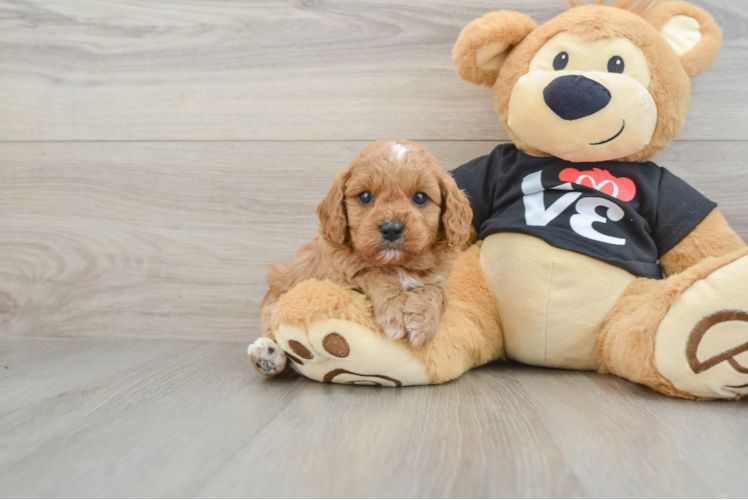Best Cavapoo Baby