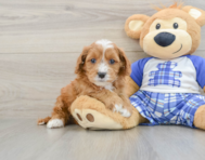 7 week old Cavapoo Puppy For Sale - Premier Pups