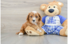 Best Cavapoo Baby