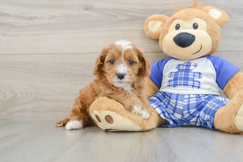 Best Cavapoo Baby
