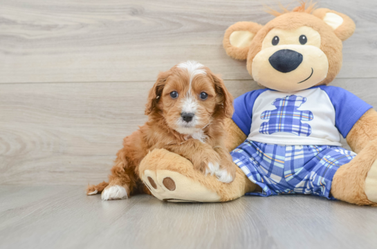 Best Cavapoo Baby