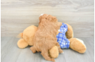 Fluffy Cavapoo Poodle Mix Pup
