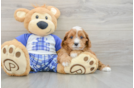 Energetic Cavoodle Poodle Mix Puppy