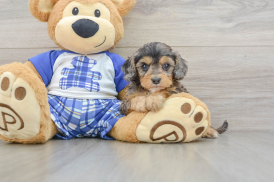 Petite Cavapoo Poodle Mix Pup