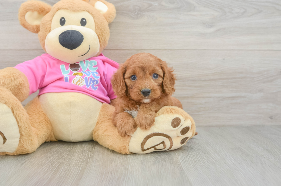 5 week old Cavapoo Puppy For Sale - Premier Pups