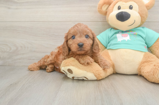 Cute Cavapoo Baby