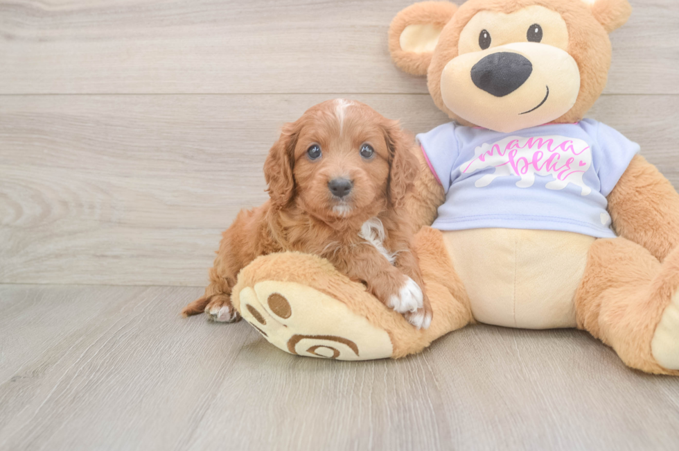 5 week old Cavapoo Puppy For Sale - Premier Pups
