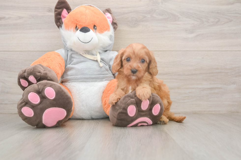 5 week old Cavapoo Puppy For Sale - Premier Pups