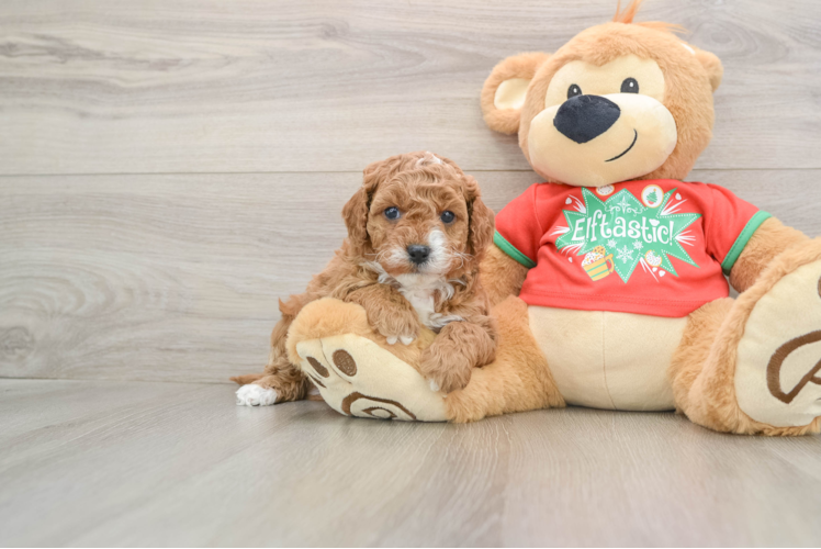 Best Cavapoo Baby