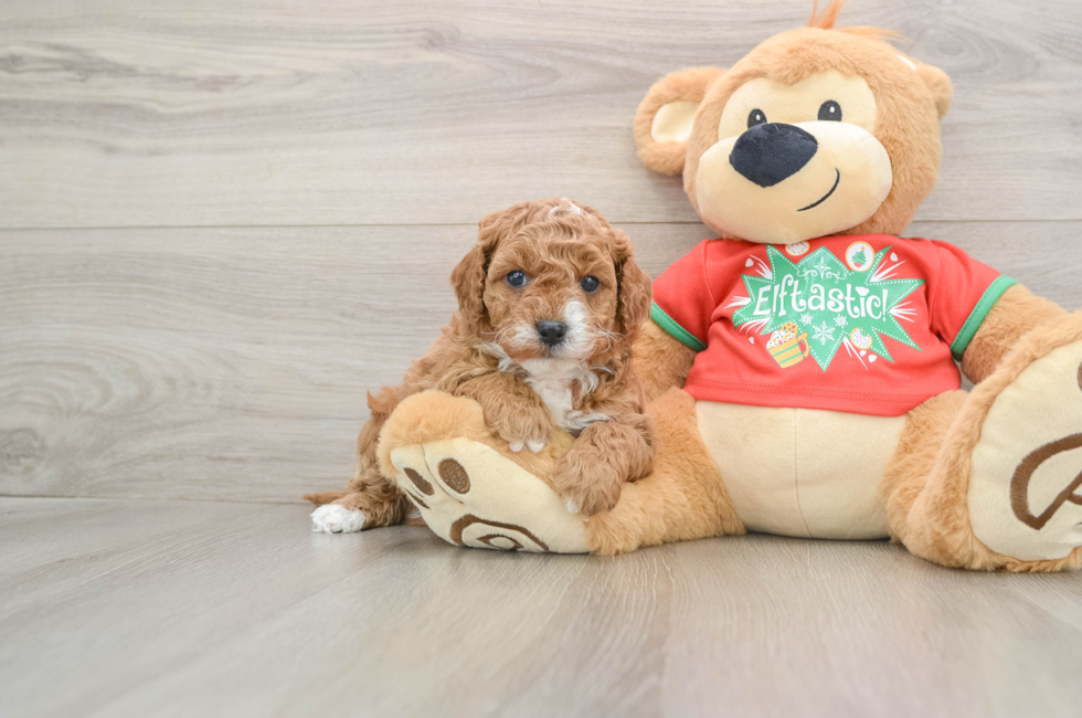 5 week old Cavapoo Puppy For Sale - Premier Pups