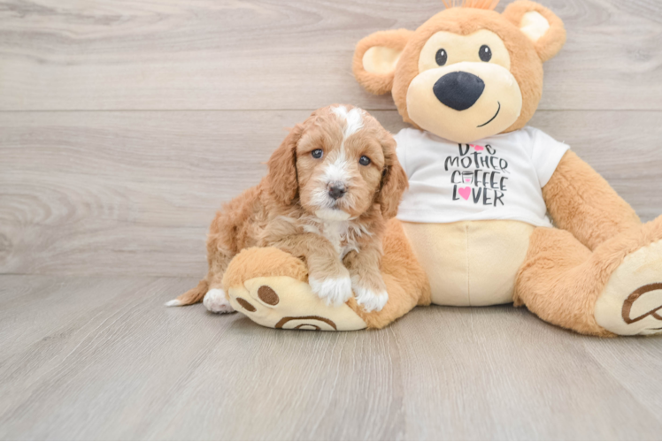 Cavapoo Puppy for Adoption
