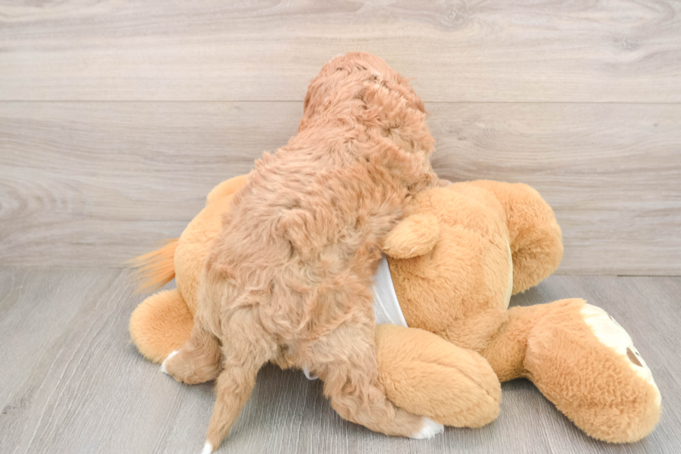 Cavapoo Pup Being Cute