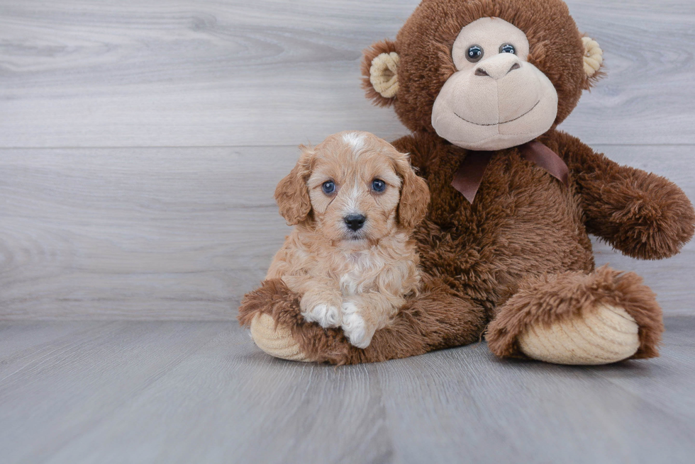 Energetic Cavoodle Poodle Mix Puppy