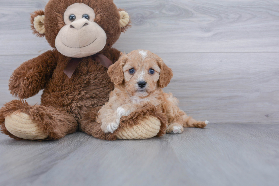 Cavapoo Puppy for Adoption