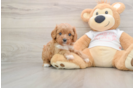 Best Cavapoo Baby