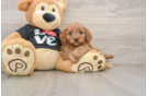 Cavapoo Puppy for Adoption