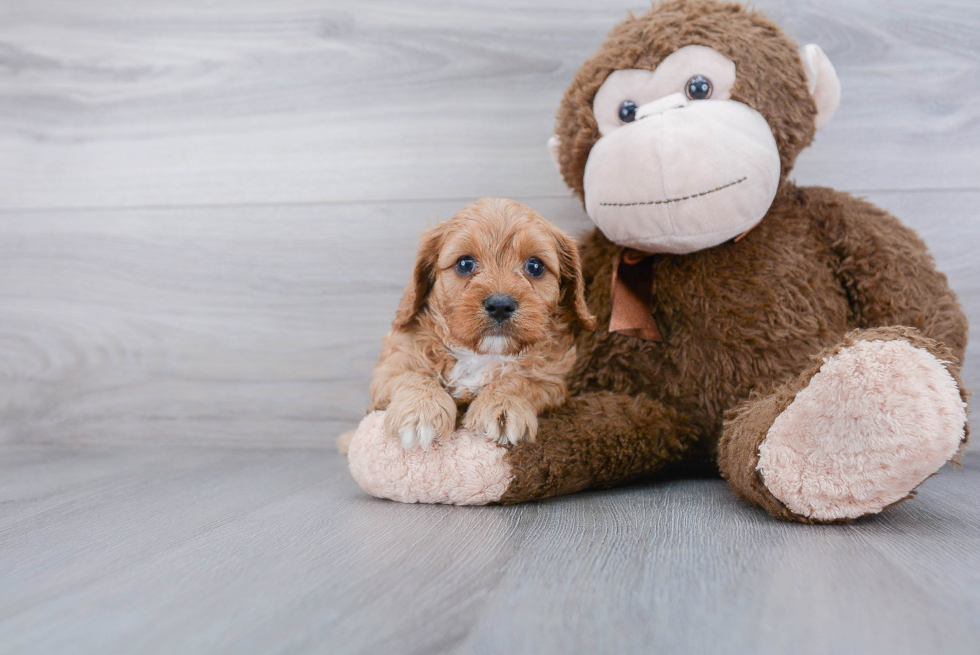 Cavapoo Pup Being Cute