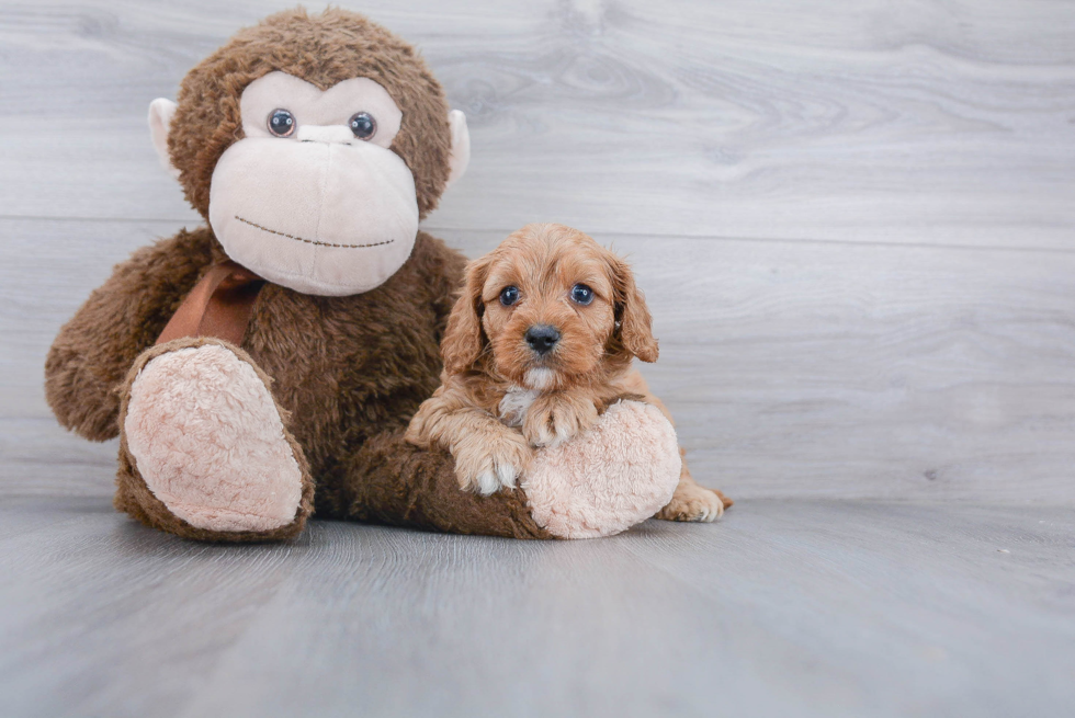 Sweet Cavapoo Baby