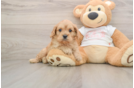 Best Cavapoo Baby