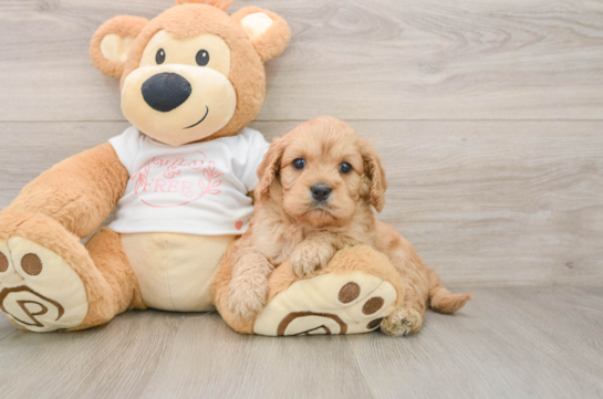 Cavapoo Pup Being Cute