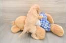 Happy Cavapoo Baby