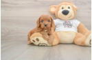 Cavapoo Pup Being Cute