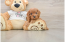 Fluffy Cavapoo Poodle Mix Pup