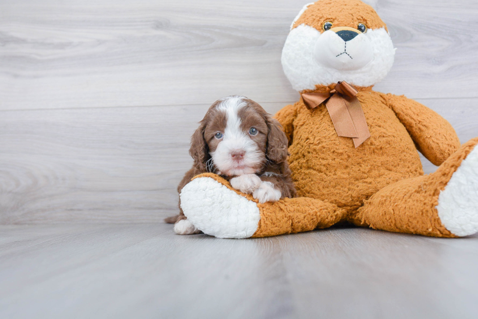 Popular Cavapoo Poodle Mix Pup