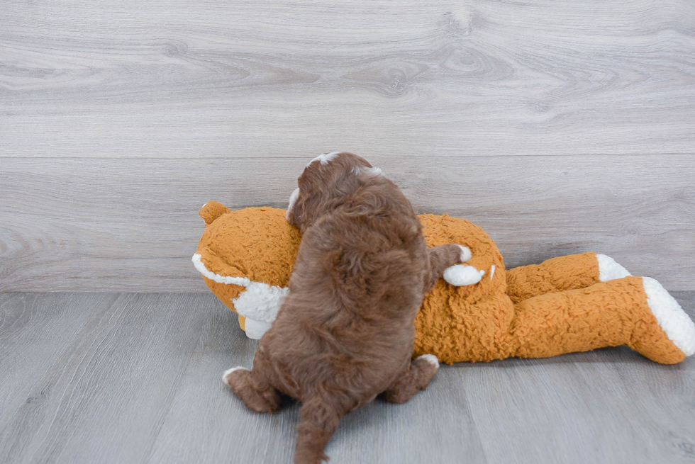 Cavapoo Pup Being Cute