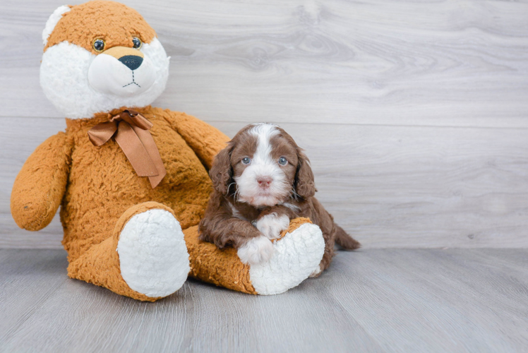 Cavapoo Pup Being Cute