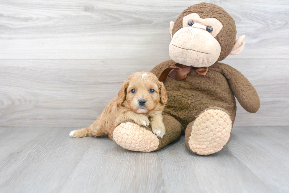 Cavapoo Puppy for Adoption