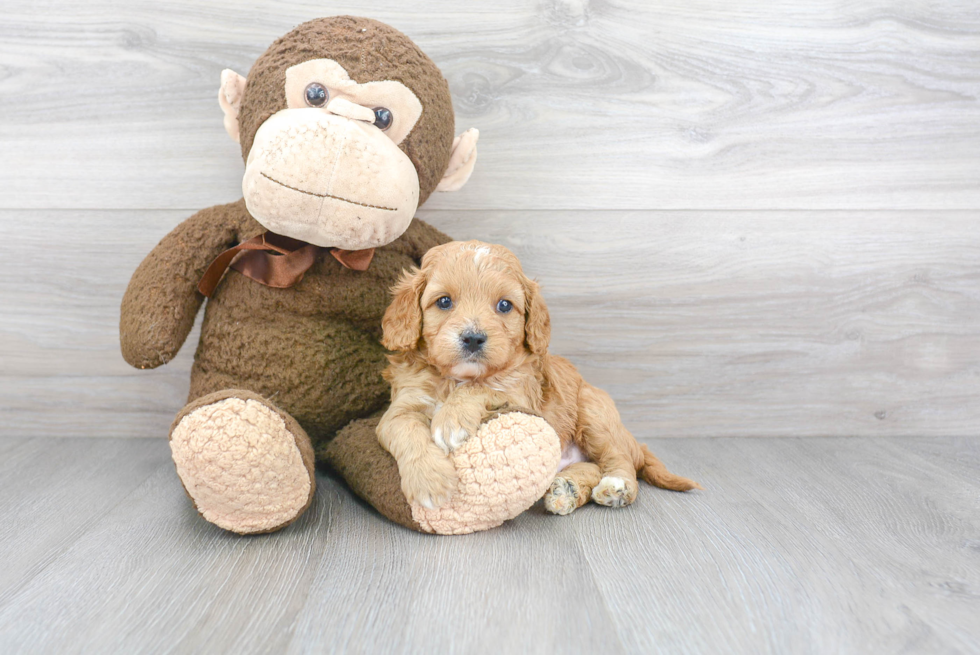 Fluffy Cavapoo Poodle Mix Pup